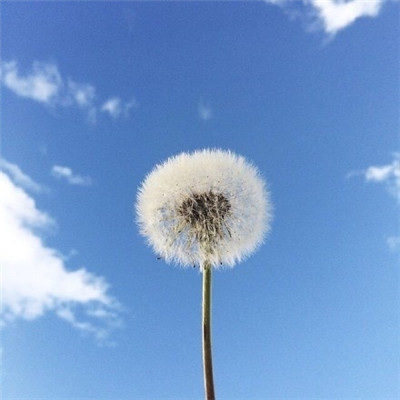 微信头像风景或花草高清2018 必须非常努力看起来才会毫不费力