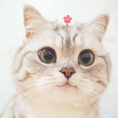强迫症头像萌宠猫咪可爱超萌2018最新 有爱情就别碰暧昧了