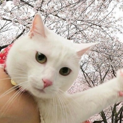 2018樱花和猫的图片唯美邂逅 樱花树上出现了一只猫