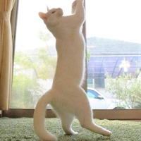 搞笑可爱萌猫图片 每一个不曾起舞的早晨都是对生命的辜负