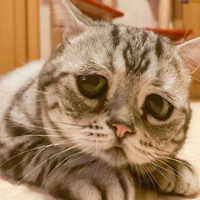 可爱又带点伤感的猫咪图片2017 一只看上去自带悲伤的小猫咪 ​​​​