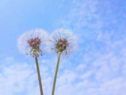 文艺有诗意的微信网名2019精选 敬你春风野马